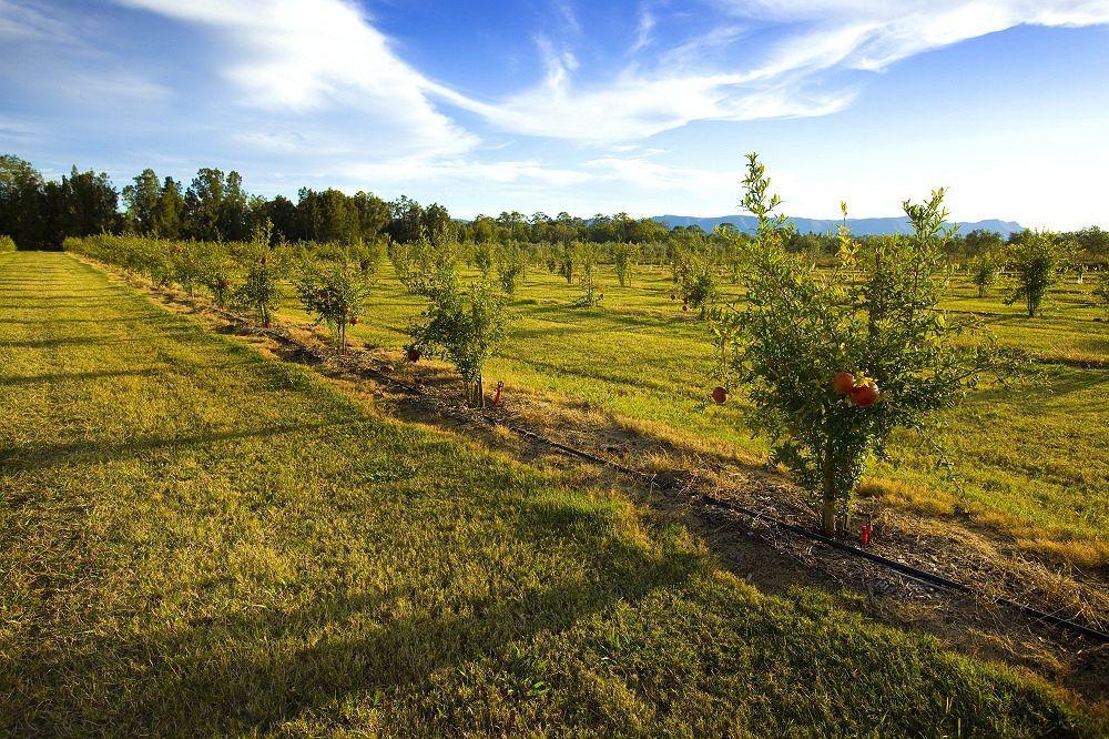 Talga Estate Villa Lovedale Dış mekan fotoğraf